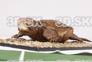 Turtle 0121
